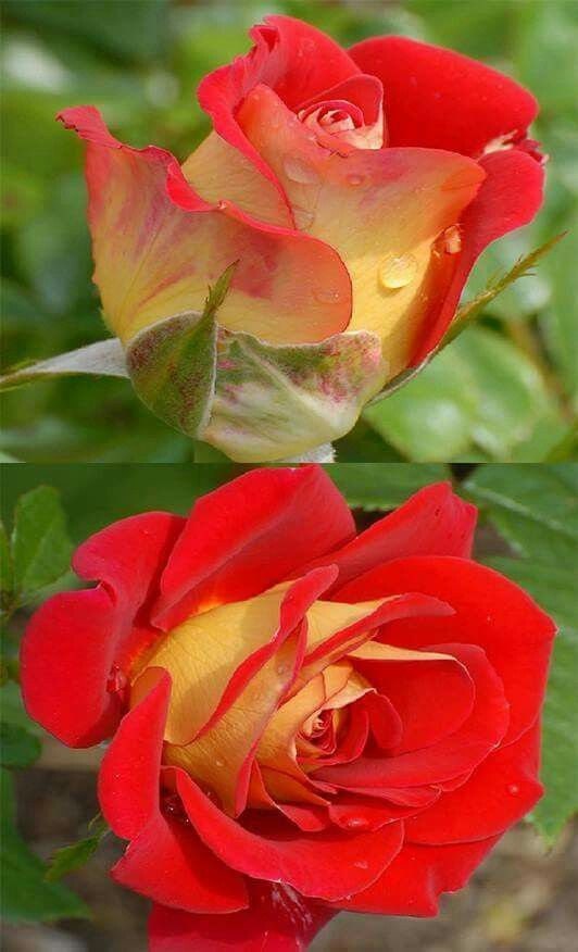 25 Rare Seed Ketchup & Mustard Rose Seeds Perennial Etsy