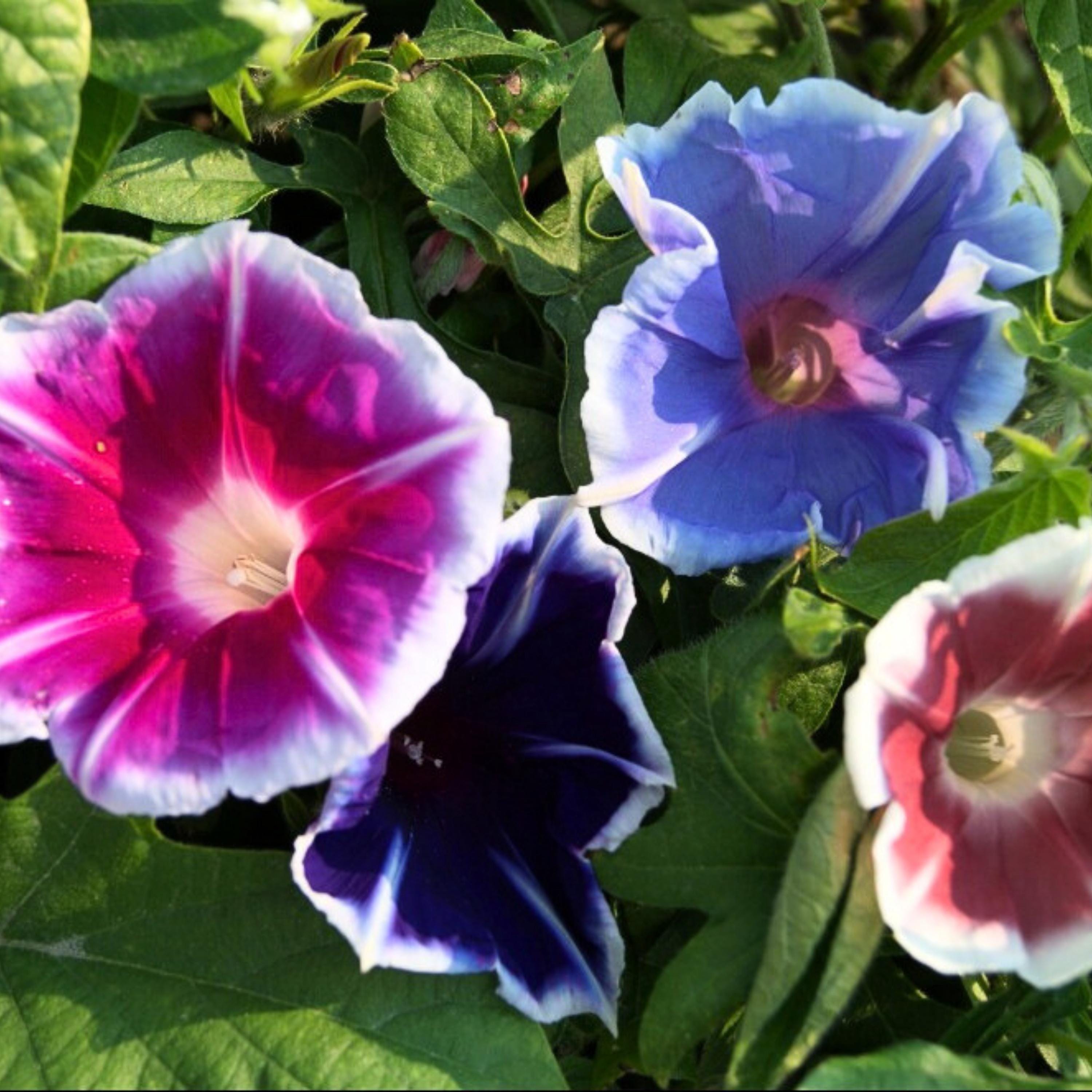 Mt. Fuji Mix Japanese Morning Glory - Vine Seeds - Authentic Seeds