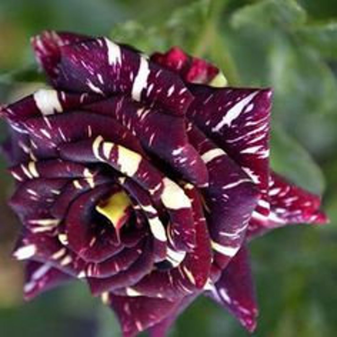25 Rare Seeds Black Dragon Rose Seeds A069 BUY 3 GET 1 Etsy
