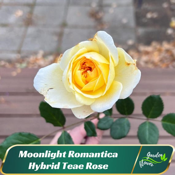 Moonlight Romantica Rose Seeds | Rare Hybrid Tea Rose - Etsy