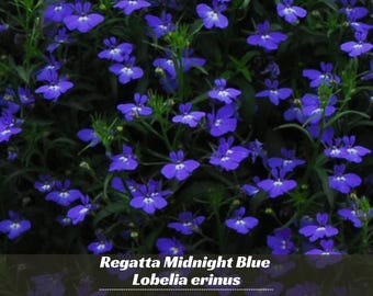 Regatta Midnight Blue Lobelia erinus Seeds – Seeds for Hanging Baskets - Friendly-Open-Plant in early Spring