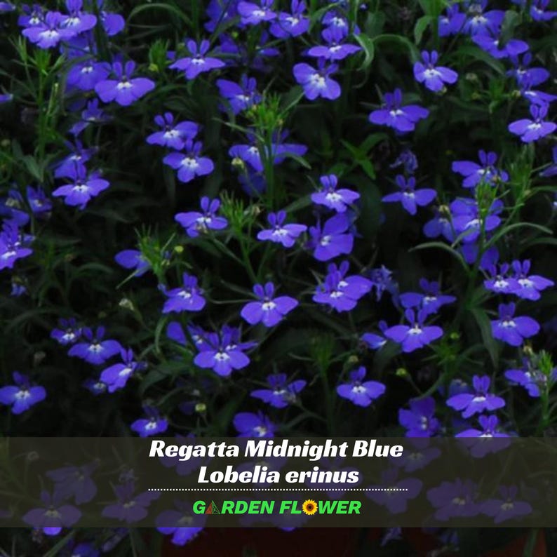 Regatta Midnight Blue Lobelia erinus Seeds – Seeds for Hanging Baskets - Friendly-Open-Plant in early Spring 画像 1