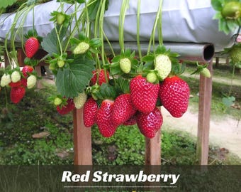 110 seeds| Red Strawberry Seeds - Perennial - Authentic Seeds -  Seeds - Edible – Flowering - Fruit Garden - Fruit Seeds - B5G1 #5006