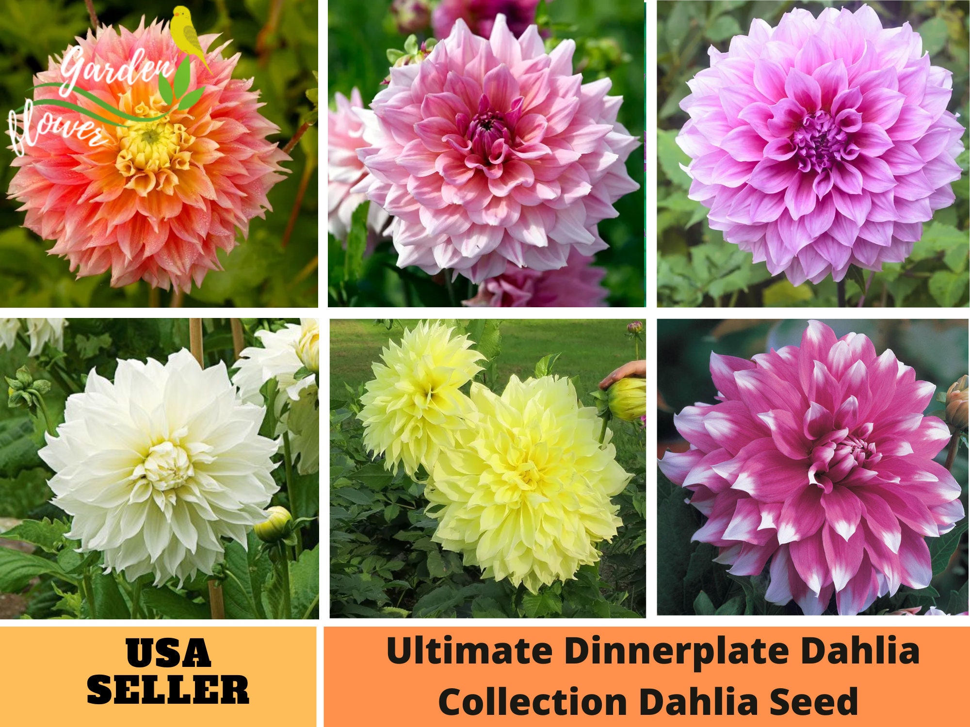 40 Seeds Mix Ultimate Dinnerplate Collection Dahlia Seeds Etsy