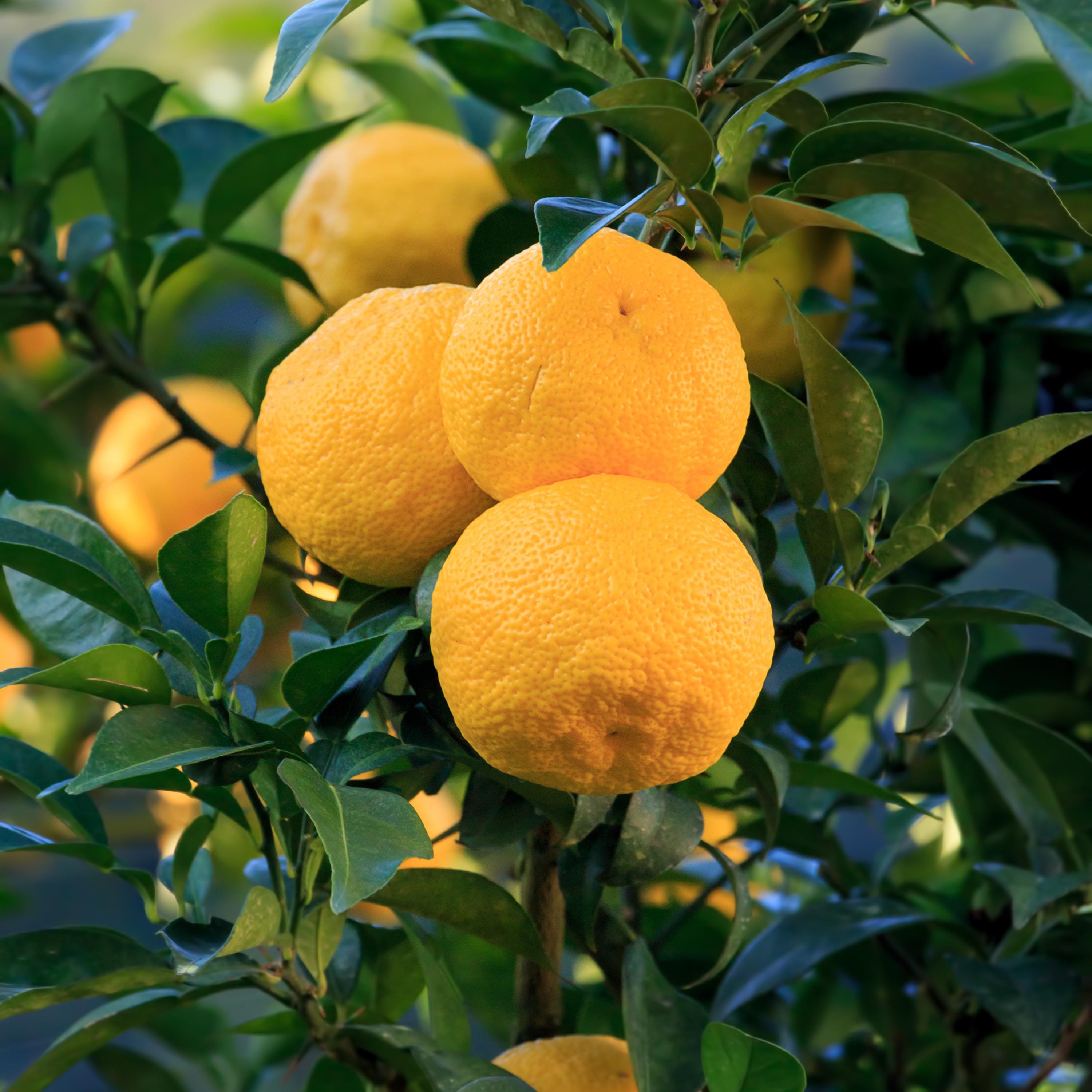 5s - Yuzu Citrus Seeds - Fragrant Lemon - Japanese Lemon