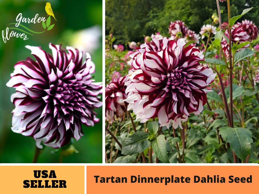 White Purple Giant Dinnerplate Dahlia Tartan Dahlia Perennial Etsy