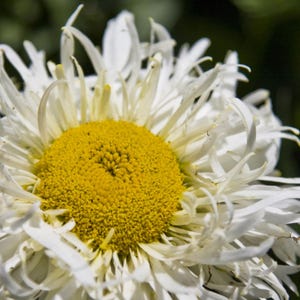 Crazy Daisy (Ox Eye) - Authentic Seeds - Cold Resistant - Self-Pollinating - Clumping - Flower - Planting in Early Spring/ Fall -   #N013
