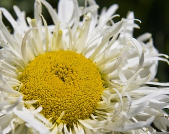 Crazy Daisy (Ox Eye) - Authentic Seeds - Cold Resistant - Self-Pollinating - Clumping - Flower - Planting in Early Spring/ Fall