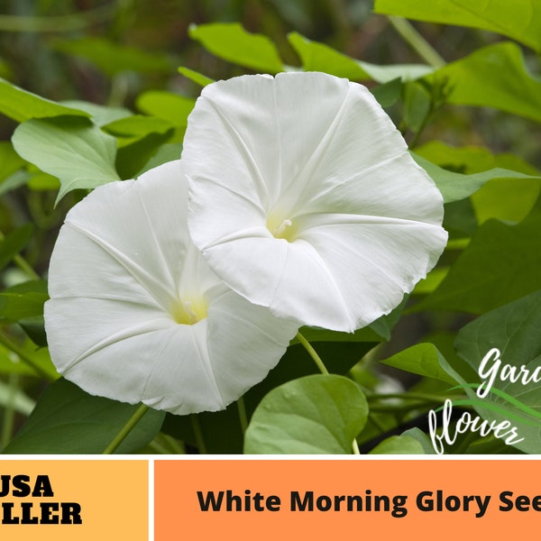 30+ Seeds| White Morning Glory  Seeds  perennial plant  #F003 BUY 3 GET 1 FREE