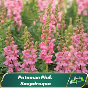 Potomac Pink Snapdragon Seeds – Tall Elegant Pink Blooms –  Friendly - Open - Pollinating - Plant in early Spring - 30 SEEDS - new4 -38