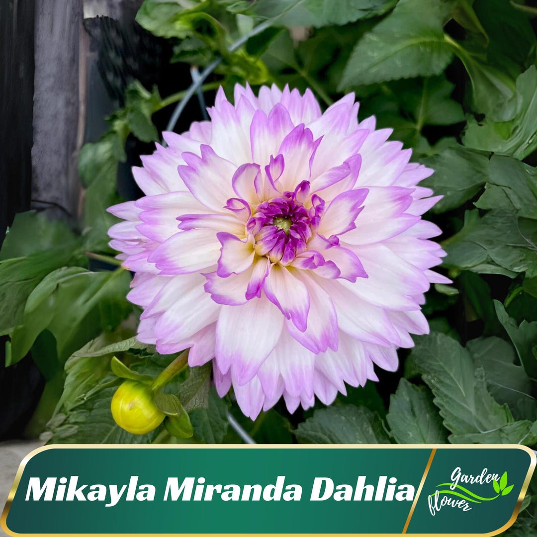 Mikayla's Mini Childrens Factory Climber Buy Mikayla Miranda