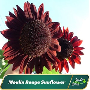 25+ Seeds| Moulin Rouge Hybrid Sunflower Seeds - Annual - Authentic Seeds - Clumping - Herb Seeds - Easy To Grow - Planting In Spring#E015