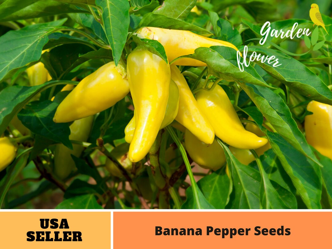 30 Seeds Banana Pepper Seeds perennial authentic Seedsflowers organic. Non GMO vegetable Seeds