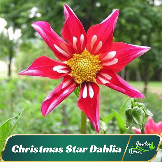 Christmas Star Dahlia Seeds  Heirloom, Pollinator Friendly - Etsy
