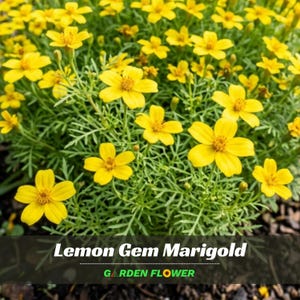 May include: A close-up of a Lemon Gem Marigold plant with bright yellow flowers and green foliage. The flowers have a star-like shape with a dark yellow center. The text "Lemon Gem Marigold" and "GARDEN FLOWER" are at the bottom.