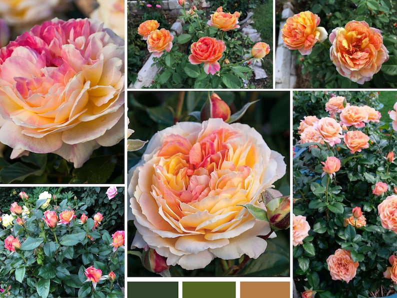 GardenFlowerSeed La Park Floribunda Rose Seeds - Thumbnail 4