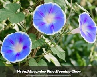 Mt Fujji Lavender Blue Morning Glory - Vine Seeds - Authentic Seeds - Fast Growing - Flowering - Climbing - Planting In Spring