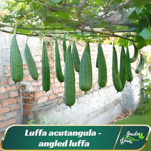 May include: A collection of green angled luffa gourds hanging from a branch. The gourds are long and ridged, with a vibrant green color. The background includes a brick wall and greenery, with the text "Luffa acutangula - angled luffa".