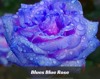 RARE Midnight Blue ROSE Flower Tree Bush 3 .10 ,20 or 30 Seeds(no