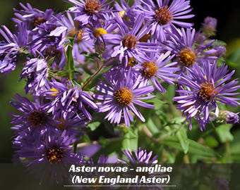 Aster novae - angliae (New England Aster) - Cold Resistant - Clumping - Fast Growing - Easy To Grow - Planting In Spring/Fall