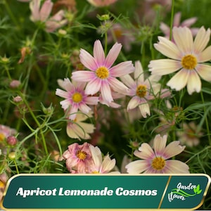 50+ Seeds| Pink Apricot Lemonade Cosmos Seeds - Authentic Seeds - Open-Pollinating - Easy To Grow - Planting In Spring/ Summer -   #L006