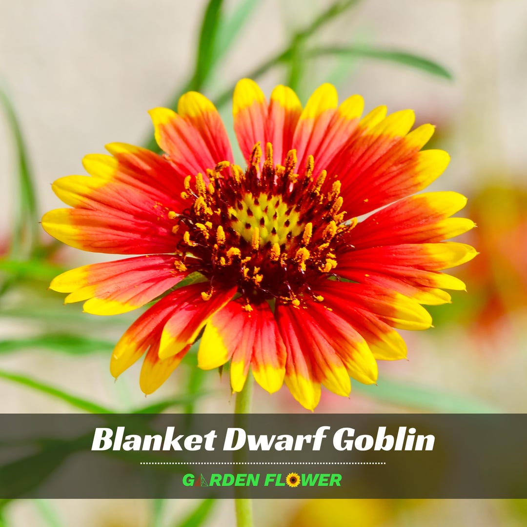 Blanket Flower Seeds - Dwarf Goblin - Authentic Seeds - Cold