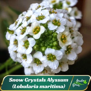 Snow Crystals Alyssum (Lobularia maritima) Seeds - Cold Resistant - Open-Pollinating - Drought Tolerant - Plant in Early Spring #305