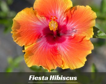 Hibiscus 'taiwan Rainbow Waltz' Seeds - Bush & Shrub Seeds - Fast
