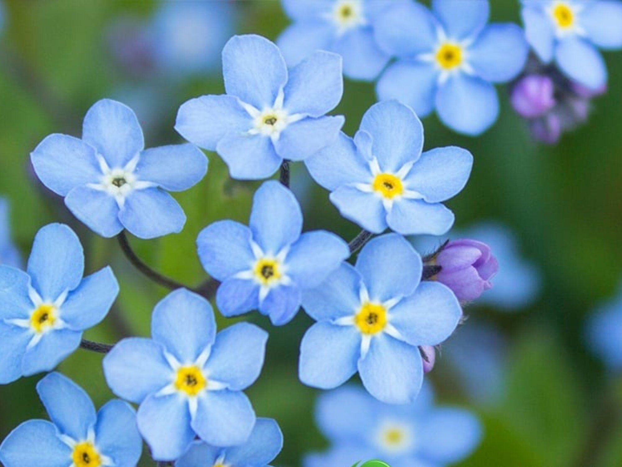Myosotis Scorpioides (water Forget-me-not) - Authentic Seeds