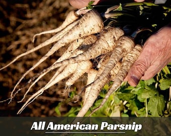Parsnip, All American Seeds - Vegetable Seeds - Cold Resistant - Pastinaca - Easy To Grow - Planting In Spring/Fall   #6046
