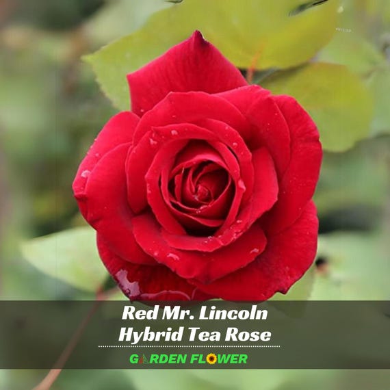 Red Mr. Lincoln Hybrid Tea Rose Seeds | Authentic Perennial Flower