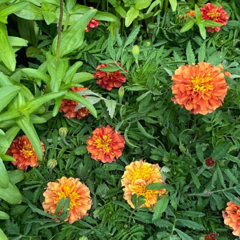 May include: A close-up view of vibrant orange and yellow marigold flowers in full bloom. The flowers are surrounded by lush green foliage, creating a colorful and natural scene. The petals of the marigolds are layered and textured.