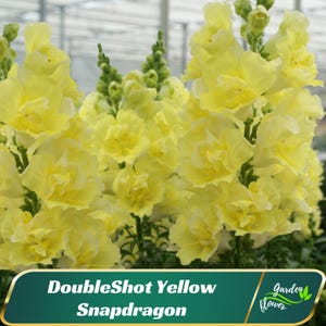 DoubleShot Yellow Snapdragon Seeds – Bright Yellow Double Blooms –  Friendly - Open -Pollinating-Plant in early Spring - new4 -36