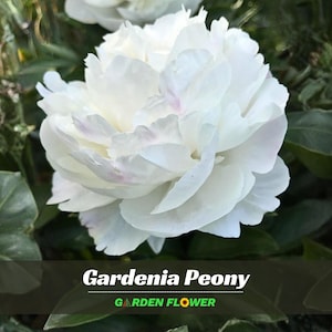 Más de 10 semillas raras de peonía gardenia - Planta perenne - Semillas auténticas - Resistente al frío - Para plantar en otoño - Semillas arbustivas - Paeoniaceae #B045