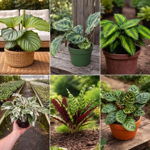 Calathea Mix Seeds - Tropical Foliage Houseplant - Beautiful Leaf Patterns - Indoor Garden Plant Variety Mix image 3