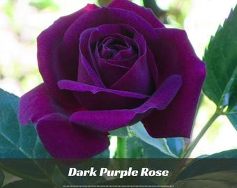 30+ Rare seed| Dark Purple Rose Seeds - Perennial - Authentic Seeds - Rose Flower - Late Winter To Early Spring Planting Time #A085