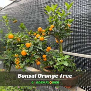 Bonsai Orange Tree Seeds - Perennial - Authentic Seeds - Organic Seeds - Flowering - Edible Seeds – Fruit Garden - Fruit Seeds - B5G1 #5005