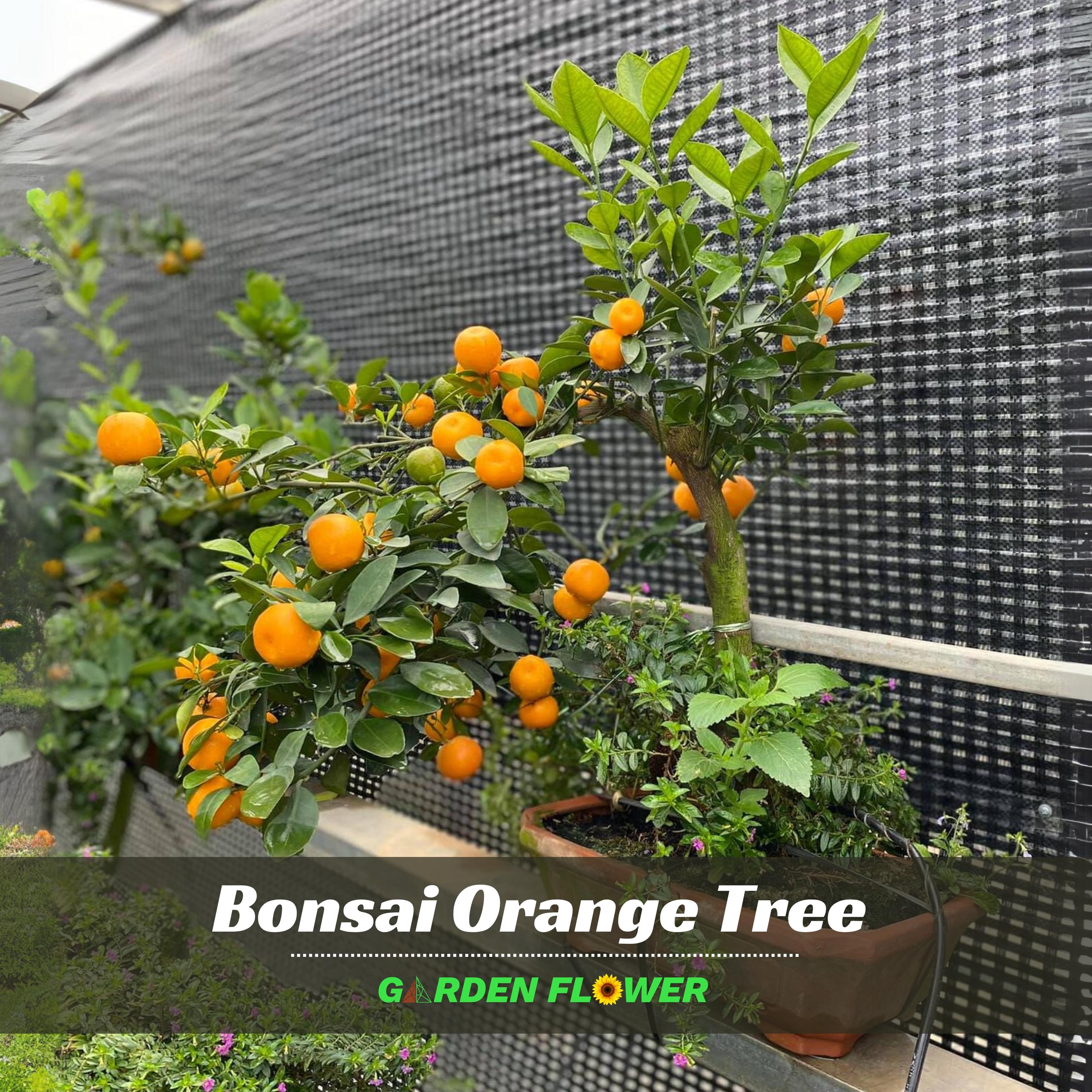 Kumquat Bonsai - Etsy