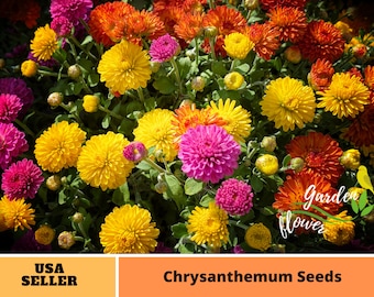 50 Seeds| Multi-Color Ground-cover Chrysanthemum Seeds -Perennial -Authentic Seeds-Flowers -Organic. Non GMO -Mix Seeds for Plant-B3G1 #M001