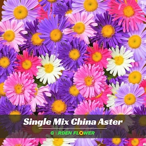 May include: A vibrant collection of Single Mix China Aster flowers in shades of pink, purple, and white, with bright yellow centers. The flowers are densely packed, creating a colorful floral display. The text "Single Mix China Aster" and "GARDEN FLOWER" are visible.