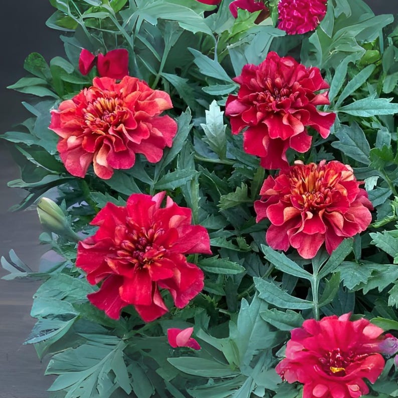 May include: Close-up of vibrant red marigold flowers with ruffled petals and a touch of yellow-orange in the center. The flowers are surrounded by green foliage with long, slender leaves. The image showcases the beauty of the marigold plant.