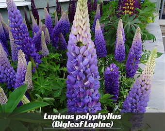 Mix Lupinus polyphyllus (Bigleaf Lupine) - Authentic Seeds ~ GMO Free ~ Seeds~Flower seeds~Herbs