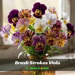 May include: A bouquet of Brush Strokes Viola flowers in a glass vase. The petals feature a mix of deep purple, yellow, white, and lavender colors with distinct streaked patterns. The text Brush Strokes Viola and GARDEN FLOWER is visible.