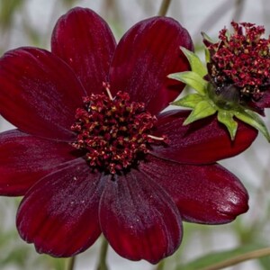 May include: A deep dark red chocolate cosmos flower with eight velvety petals surrounding a textured central disk of the same color, accompanied by a smaller, partially opened bud with green sepals visible on the right side of the bloom.