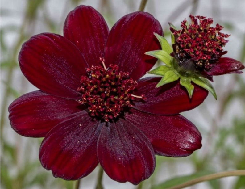 May include: A deep dark red chocolate cosmos flower with eight velvety petals surrounding a textured central disk of the same color, accompanied by a smaller, partially opened bud with green sepals visible on the right side of the bloom.