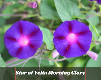 Star of Yelta Morning Glory Seeds - Vine Seeds - Authentic Seeds - Fast Growing - Climbing - Planting In Spring   #F002