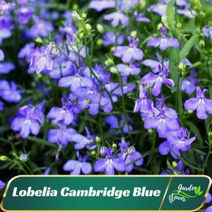 May include: A close-up of Lobelia Cambridge Blue flowers. The flowers are a vibrant blue-purple color with delicate petals. The image shows a dense cluster of the flowers, with green foliage in the background. The text "Lobelia Cambridge Blue" and "Garden Flower" is visible.
