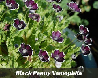 Black Penny Baby Blue Eyes Seeds – Nemophila maculata | Easy Annual Flower Garden Seeds