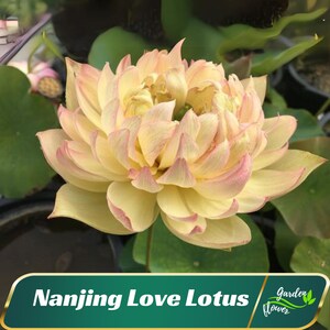 5 Nanjing Love 16 Lotus Seeds - Indian Lotus (Nelumbo Nucifera) - Perennial - Edible - Cold Resistant - Planting In Late Spring-Summer #Q038