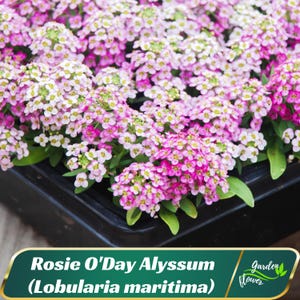Rosie O&#39;Day Alyssum (Lobularia maritima) Seeds - Cold Resistant - Open-Pollinating - Drought Tolerant - Plant in Early Spring #308